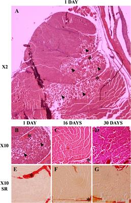 Muscle regeneration in gilthead sea bream: Implications of endocrine and local regulatory factors and the crosstalk with bone